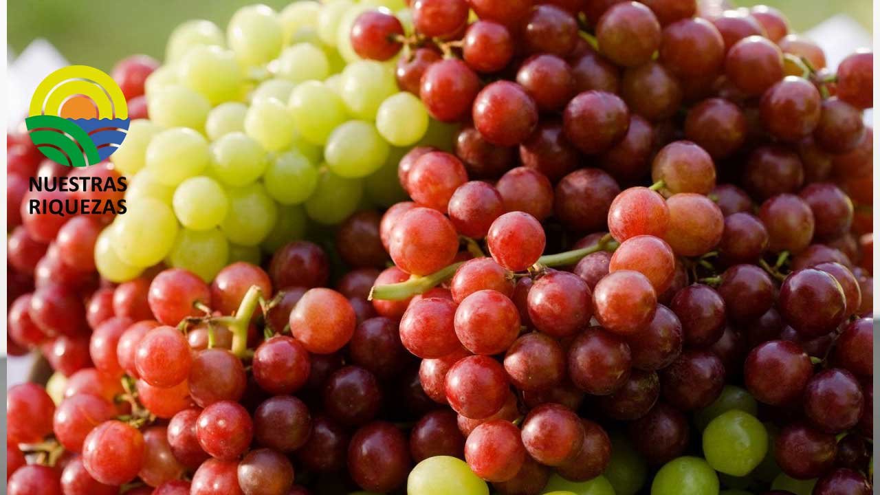 El 2 de diciembre se celebrará un minisimposio sobre la calidad de la uva 