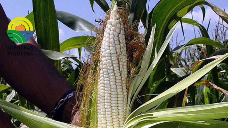 El INIAP liberó una nueva variedad de maíz para la sierra 