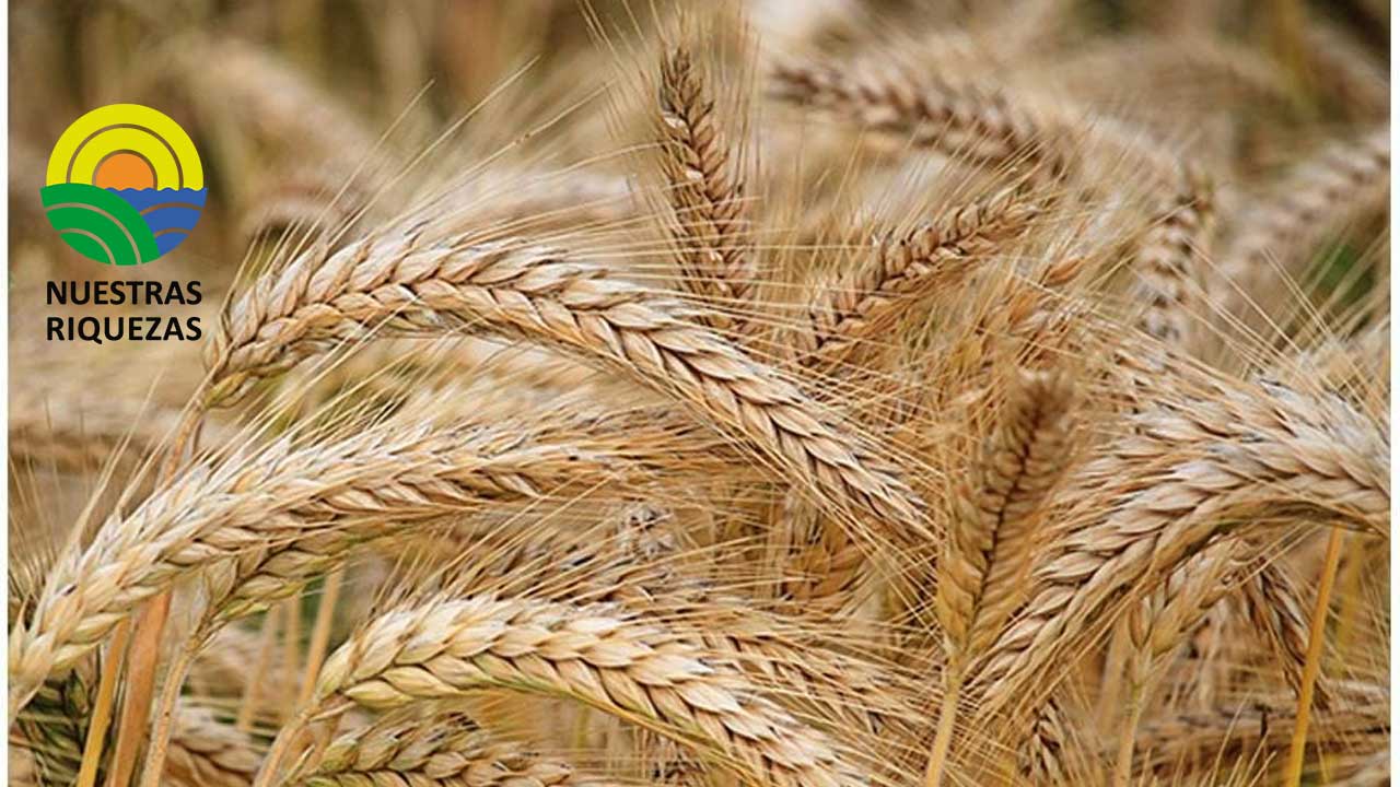 El acuerdo para exportar cereales de Ucrania se amplía cuatro meses 