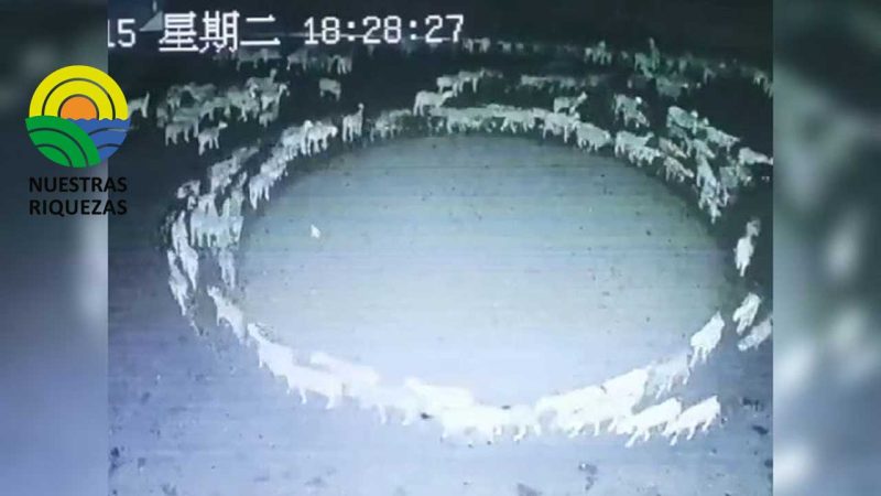 El misterio de las ovejas que llevan días caminando en círculos en China 