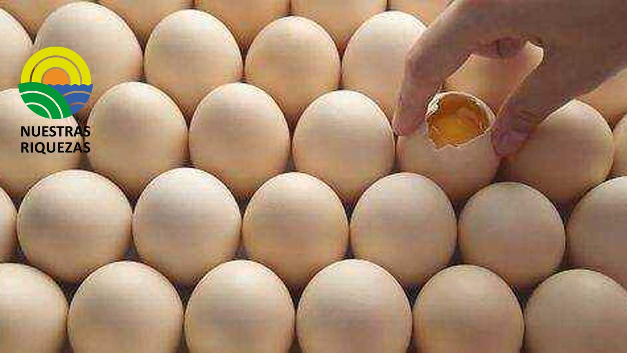 Escasez de huevo en el reino unido muestra problemas en el suministro de alimentos 