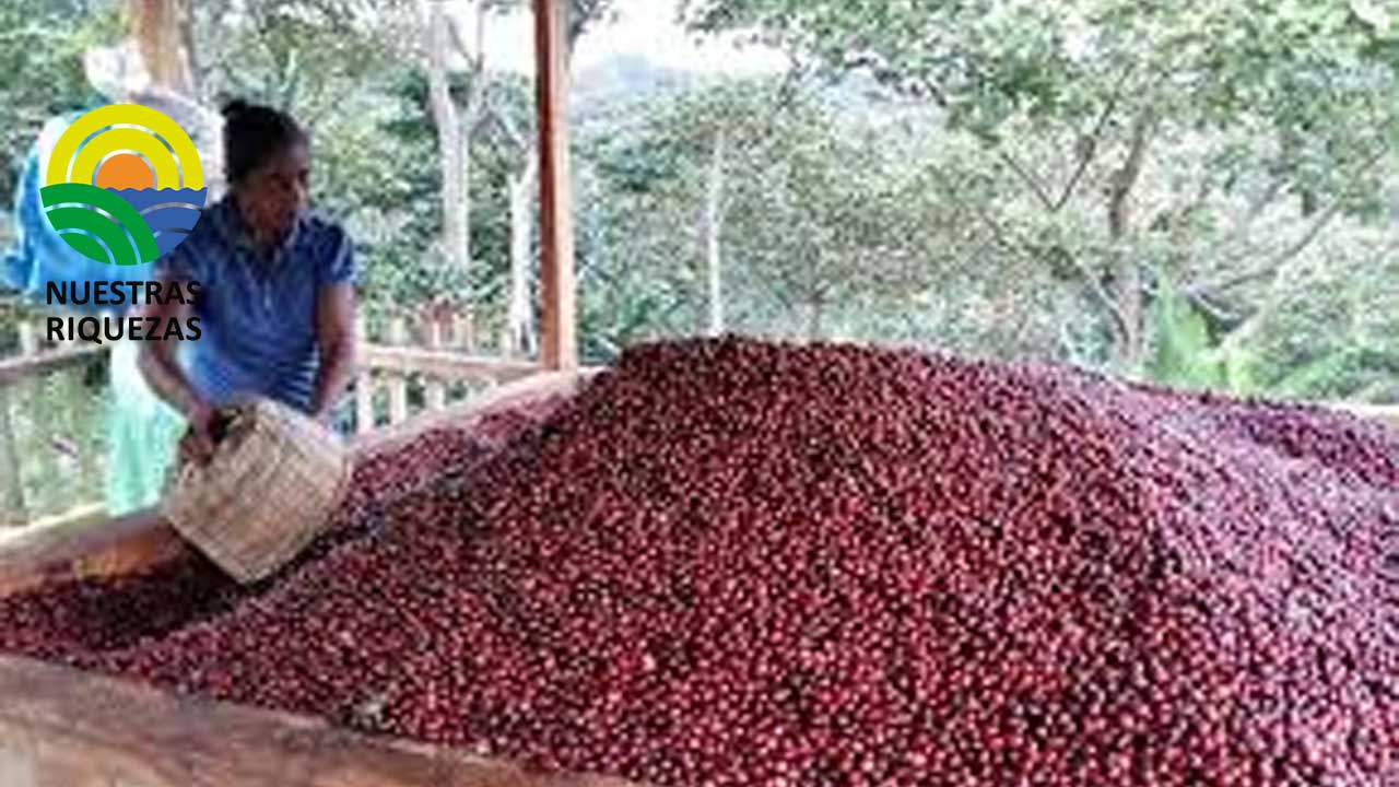 Herramientas e insumos agrícolas para producción sostenible de café y cacao llegan a productores de Napo 