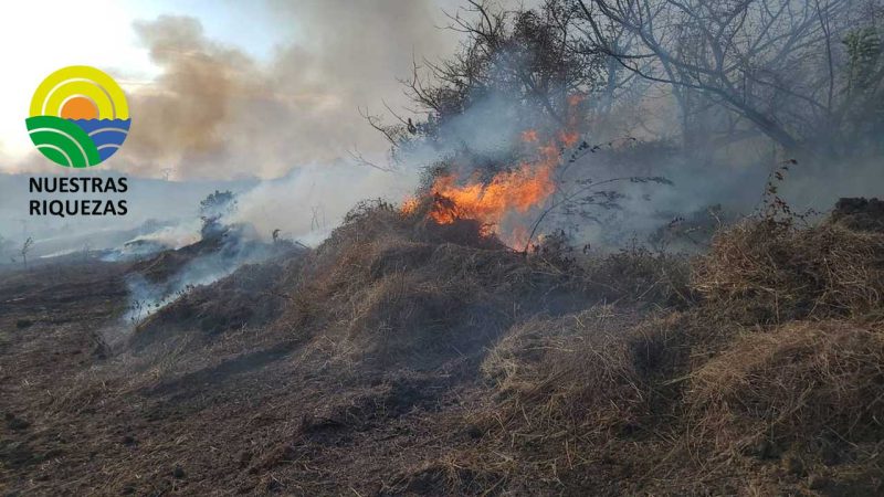 Incendios forestales en Guayaquil sin acciones 