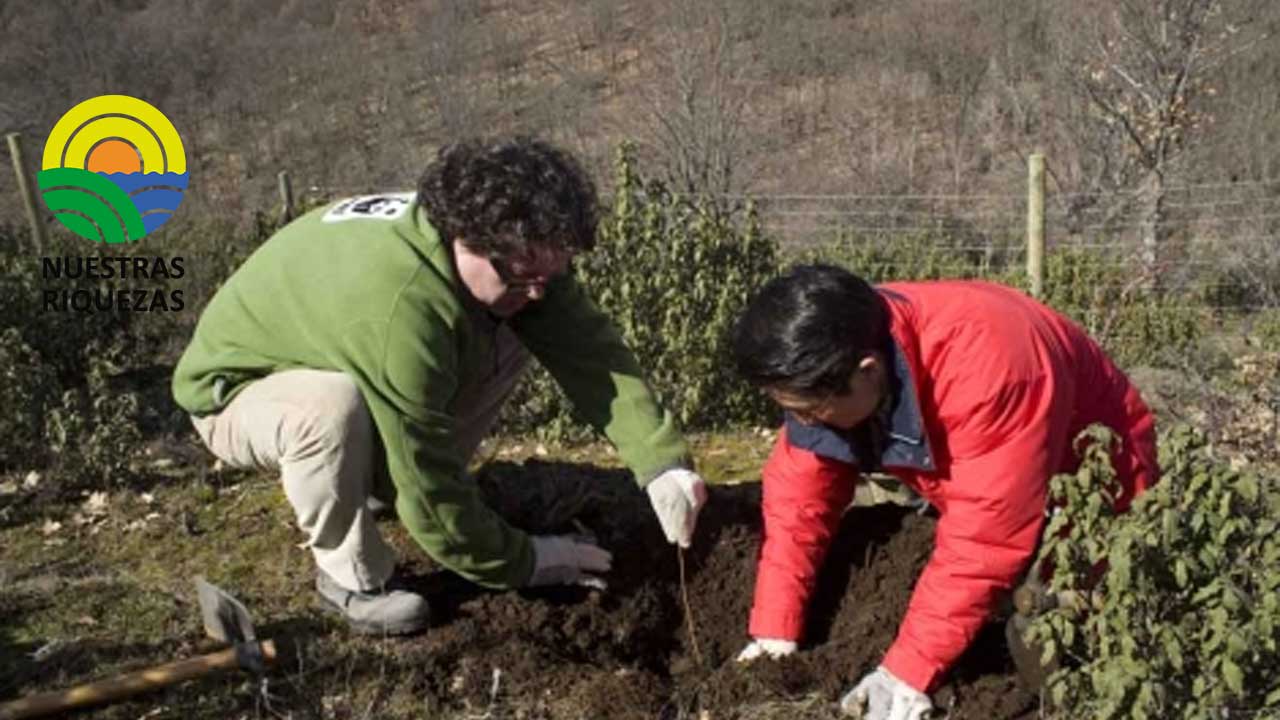Inicia plan piloto Escuela de Campo Forestal en Azuay 
