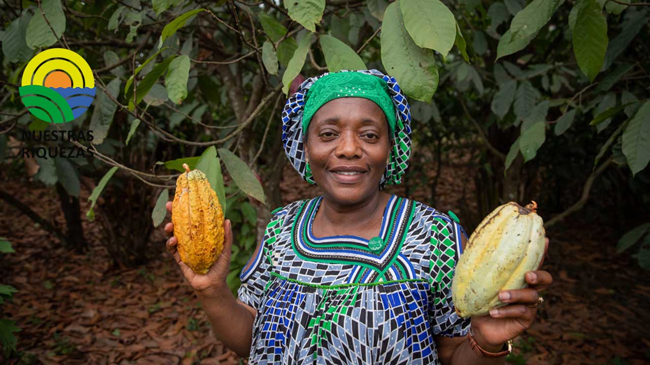 La Organización Internacional del Cacao y el IICA lanzan una iniciativa para abordar el tema de los niveles de cadmio en el cacao en américa latina y el caribe 