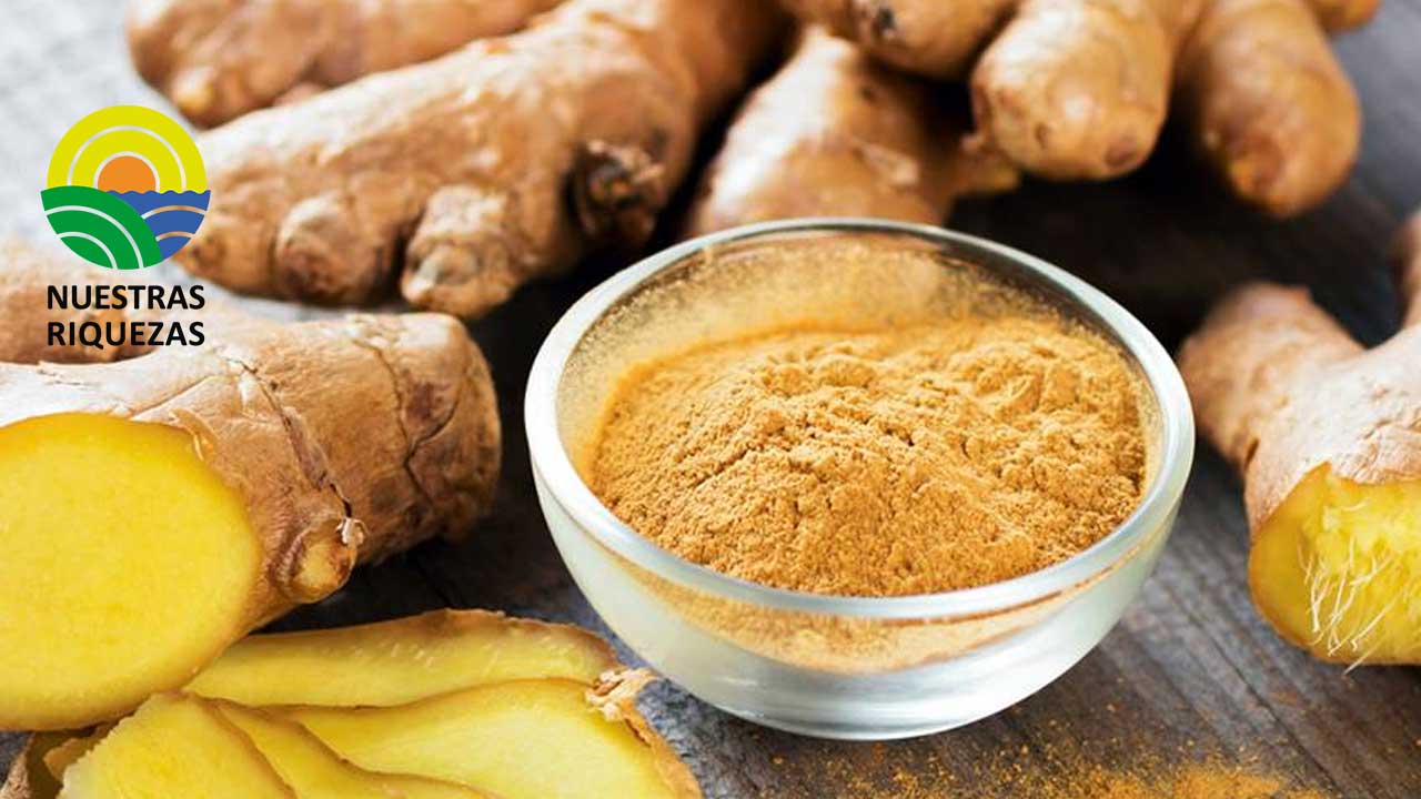 La sobreoferta mundial de jengibre empuja los precios a la baja 