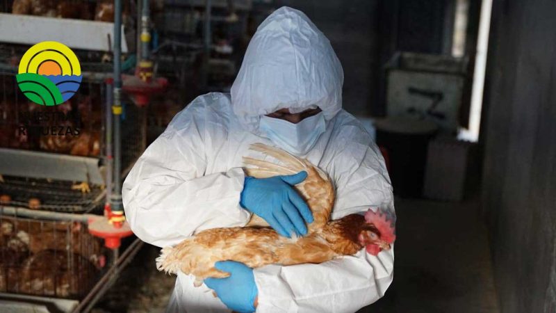 MAG declara emergencia zoosanitaria por brote de influenza aviar
