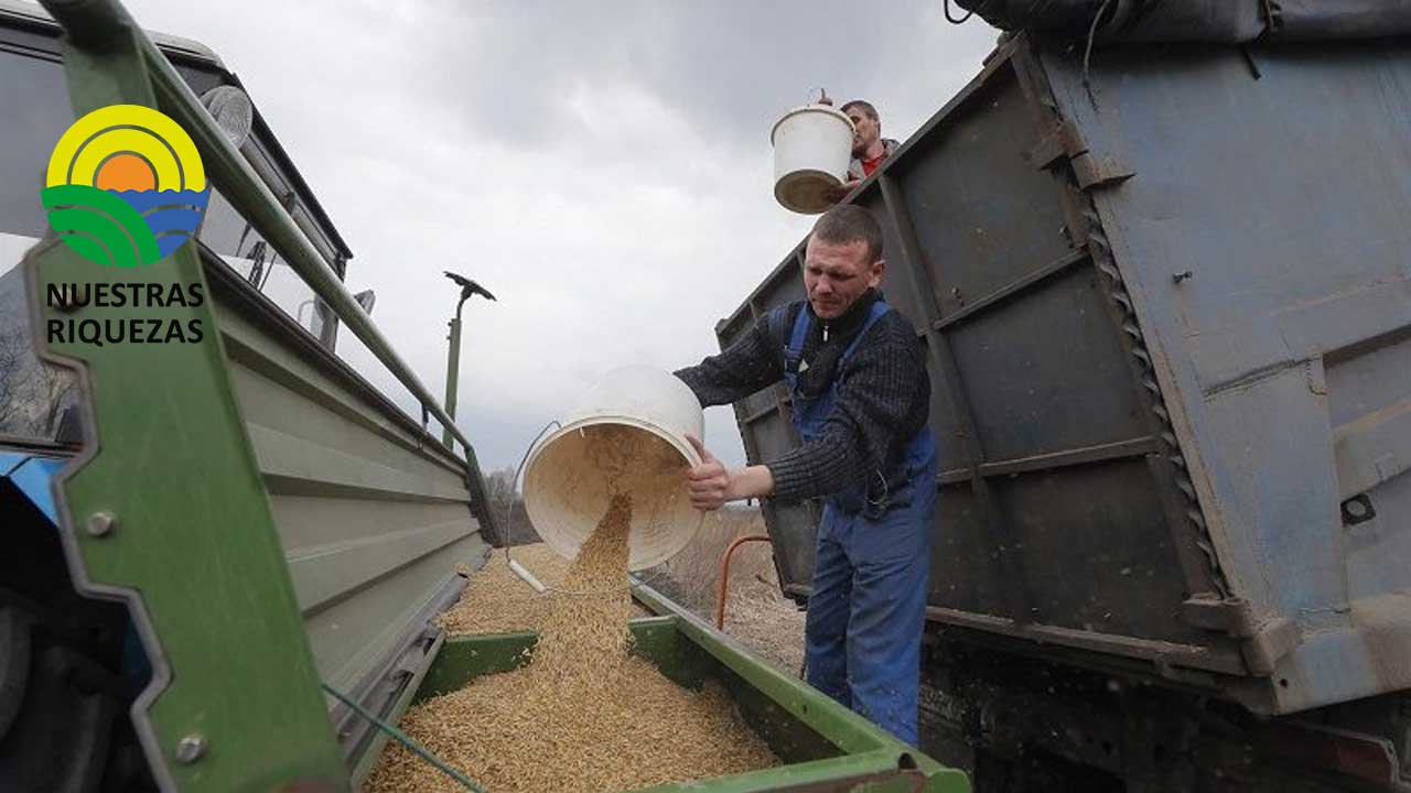 Más de 12 millones de toneladas de grano salieron por el corredor de cereales 
