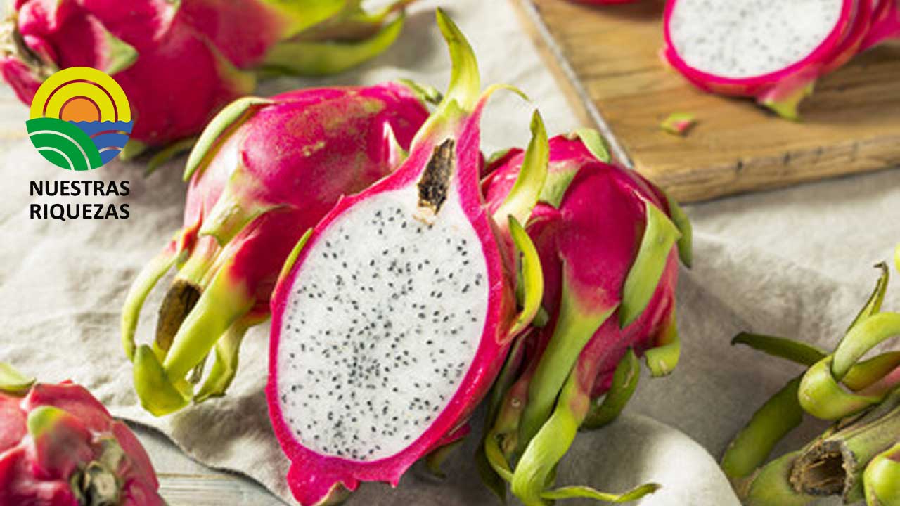 Nueve empresas ecuatorianas fueron a buscar negocios con China, Japón y Corea del Sur para colocar banano, pitahaya y otras frutas 