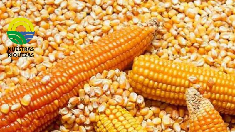  Papa, arroz y maíz: ¿precios 2023 