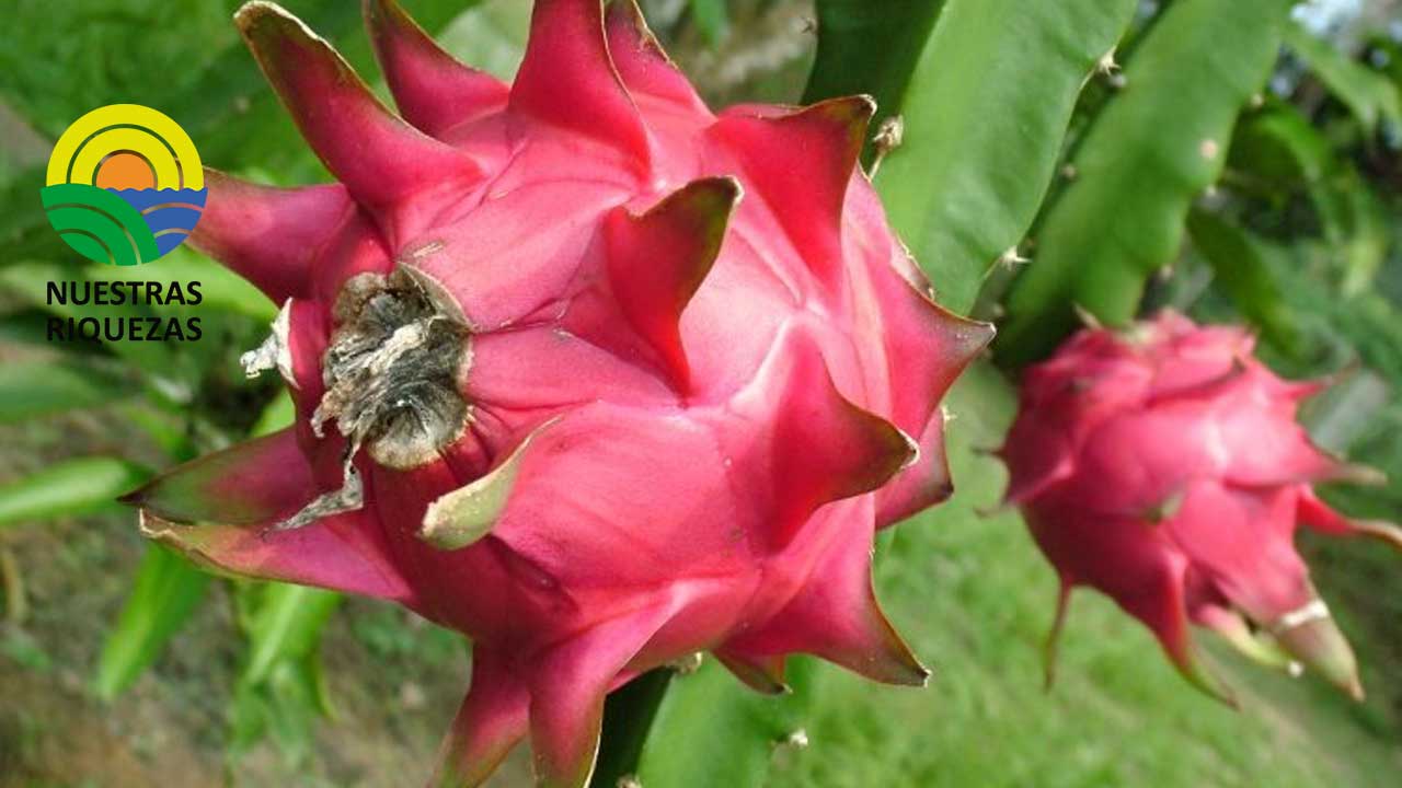 Pitahaya ecuatoriana busca llegar al mercado asiático 
