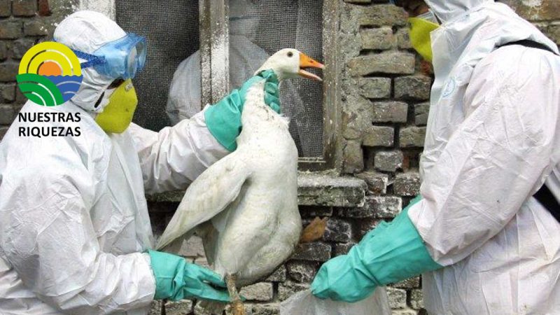 Problemas con Turquía: la gripe aviar, aves más pequeñas y precios más altos alteran las plumas antes de las festividades 