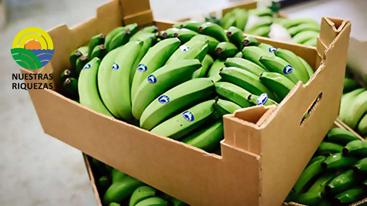 Problemas entre productores y exportadores de banano continúan 