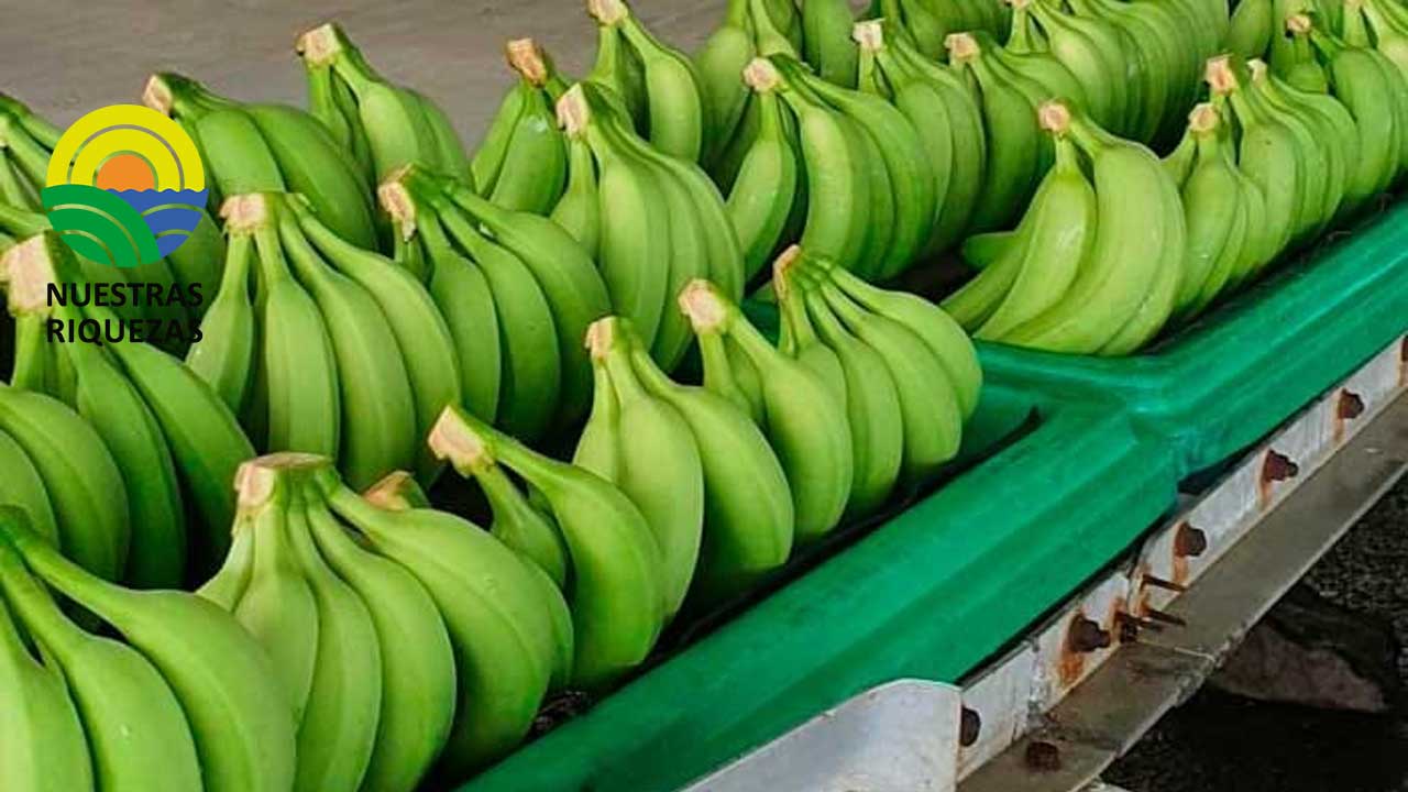 Simposio de Musáceas tendrá lugar en la provincia de Los Ríos 