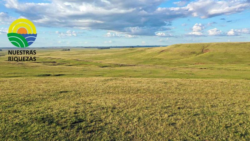 Un estudio revela que la gestión intensiva de los pastizales dificulta la recuperación de las cadenas alimentarias del suelo tras la sequía 