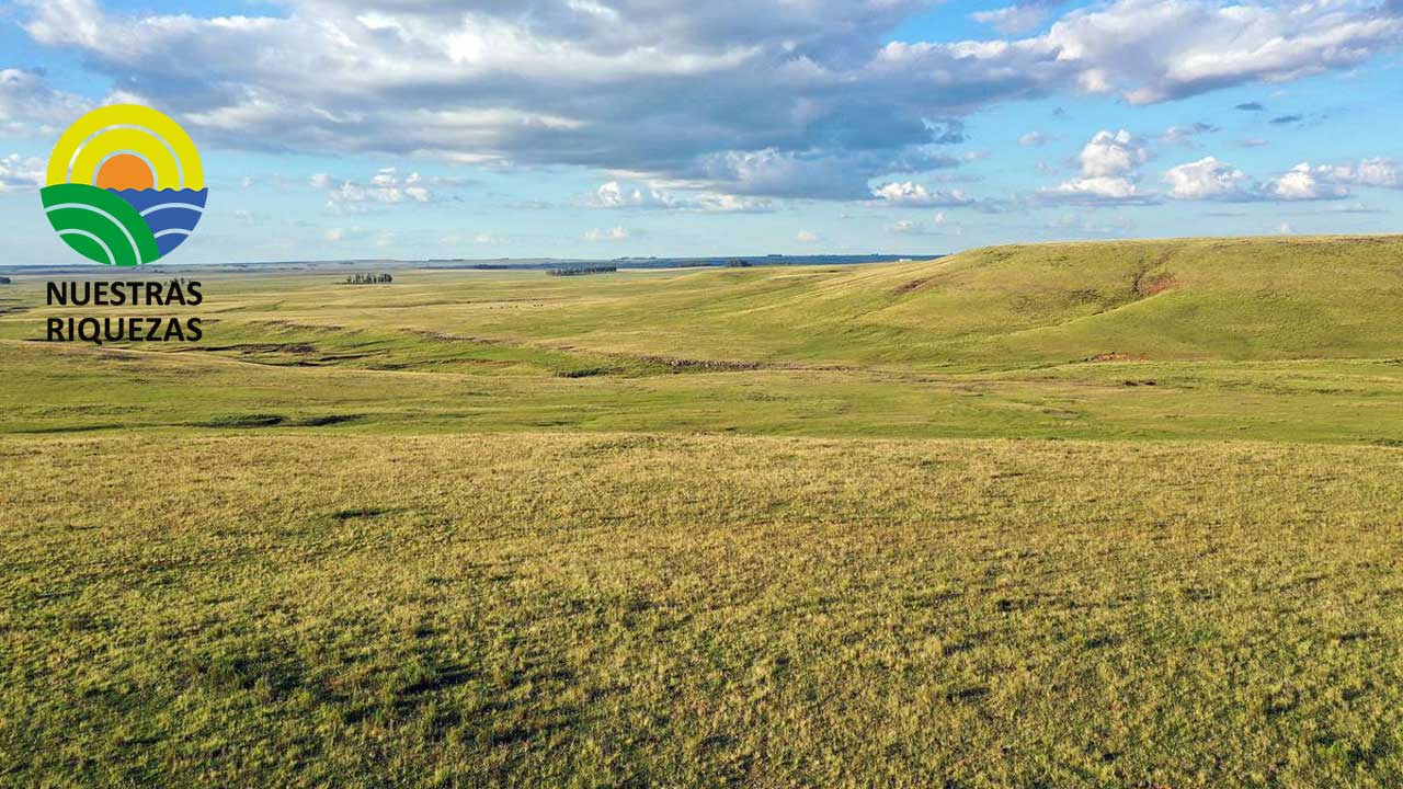 Un estudio revela que la gestión intensiva de los pastizales dificulta la recuperación de las cadenas alimentarias del suelo tras la sequía 