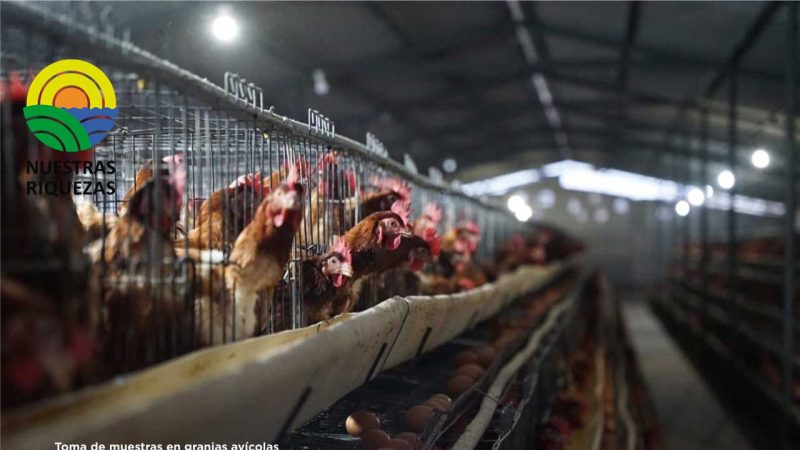 Un primer caso de influenza aviar en Cotopaxi activa el cerco epidemiológico 