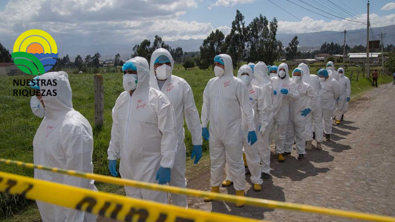 180 mil aves se dieron de baja cumpliendo procedimientos técnicos en Cotopaxi 