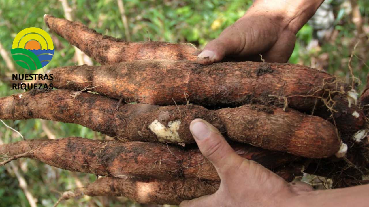 41.785 kilogramos de yuca han salido a Estados Unidos y Puerto Rico 
