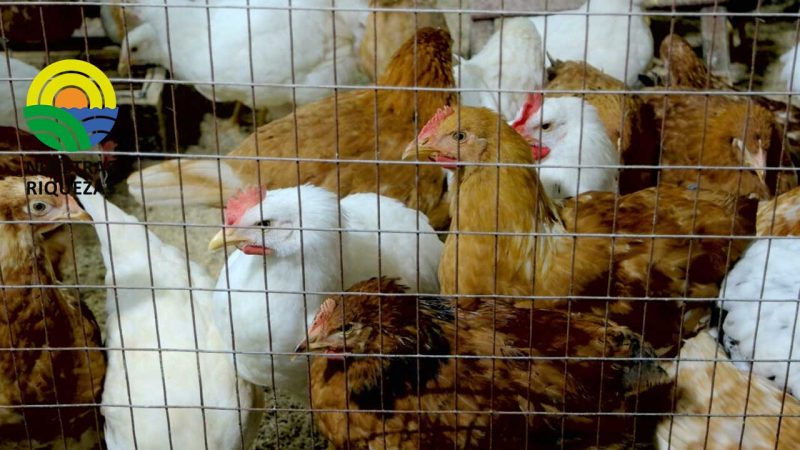 Agrocalidad reconfirma que la influenza aviar no afecta a los humanos