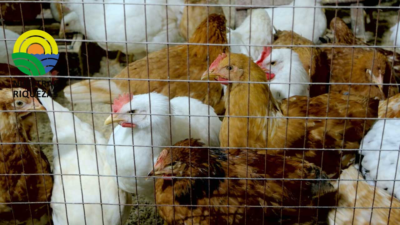 Agrocalidad reconfirma que la influenza aviar no afecta a los humanos