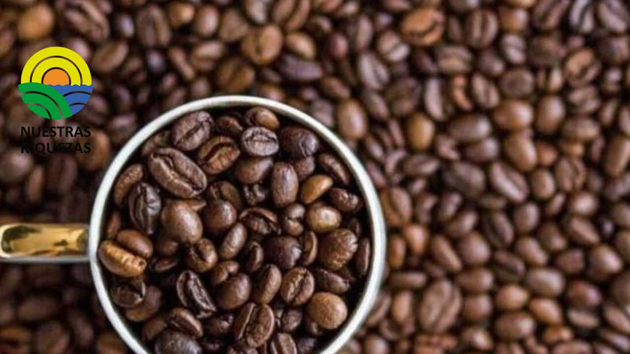 Anecafe: «La producción de café no tendrá un incremento importante sin el apoyo del Estado» 