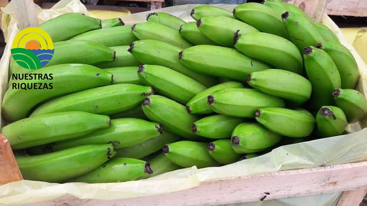 Argentina concentra el 98% de las exportaciones de banano y plátano de Bolivia 