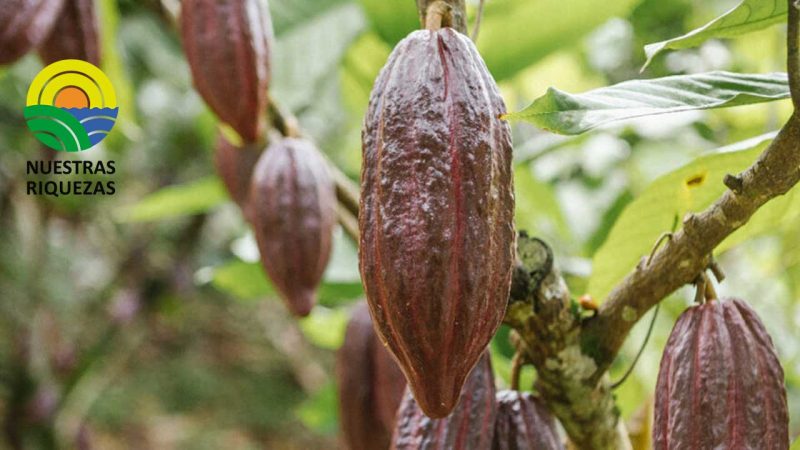Bacterias evitarían que el cadmio llegue a las plantas de cacao