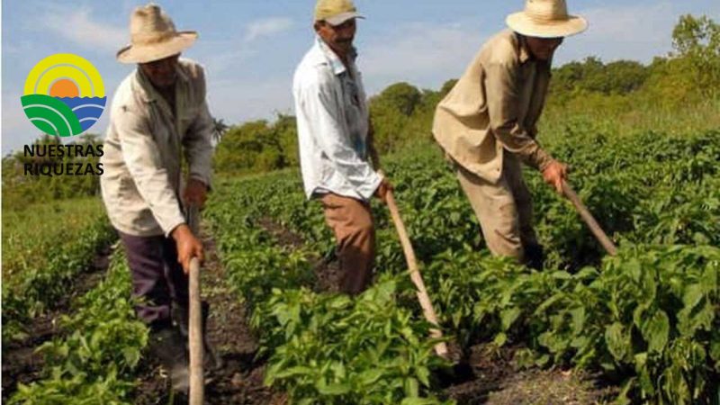 Colombia: «El campo está envejeciendo, la mayoría de los agricultores están entre 50 y 70 años» 