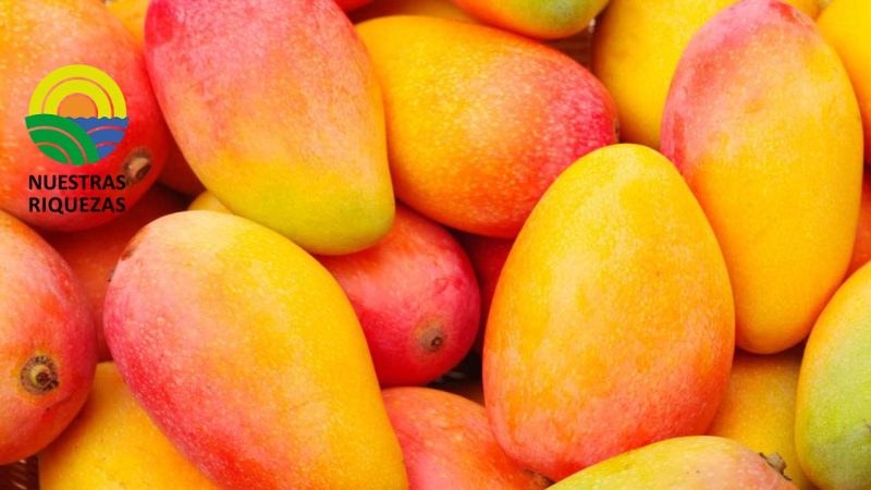 Con radiación, el mango se contamina menos y dura más 