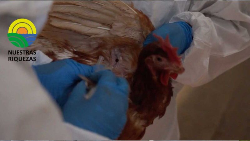 Control y erradicación de influenza aviar avanza en un 70% en granja de Cotopaxi 