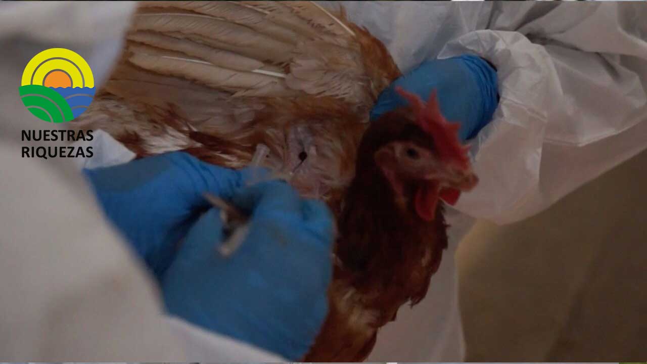 Control y erradicación de influenza aviar avanza en un 70% en granja de Cotopaxi 