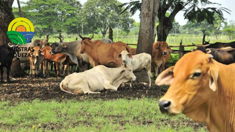 Disminuye el hato ganadero, pero hay presencia de más predios 