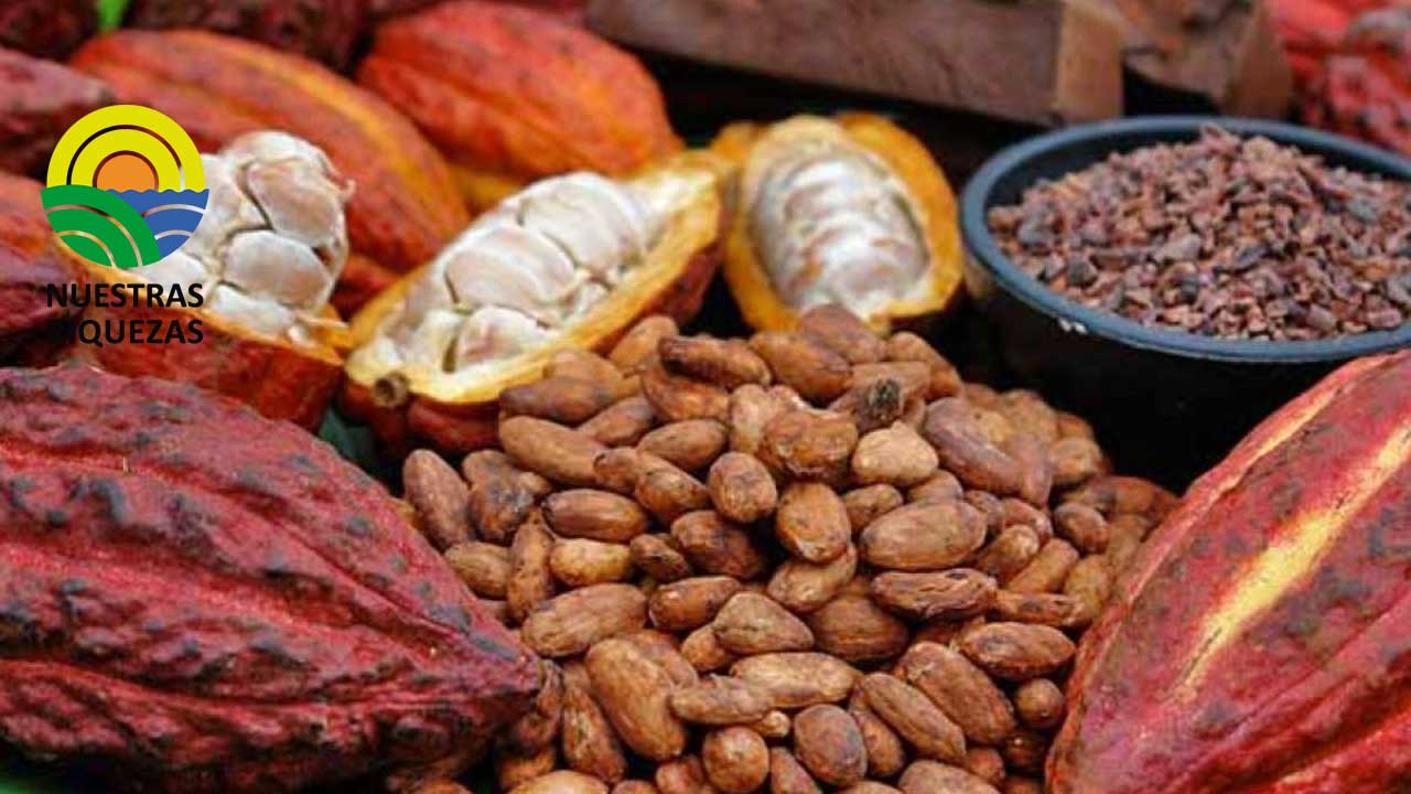 Ecuador tiene un nuevo desafío para la exportación de cacao 