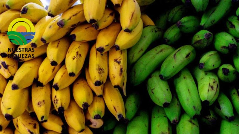 El banano formará parte del programa «Precios Justos» de Argentina 