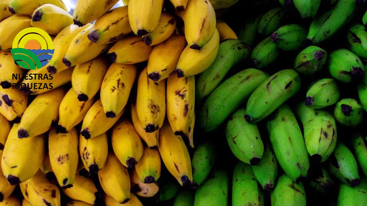 El banano formará parte del programa «Precios Justos» de Argentina 