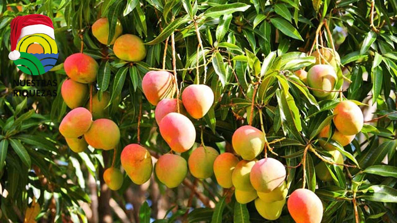 Los productores de cítricos del sur de África ven en el tratamiento en frío obligatorio en la UE una amenaza para el futuro de su industria