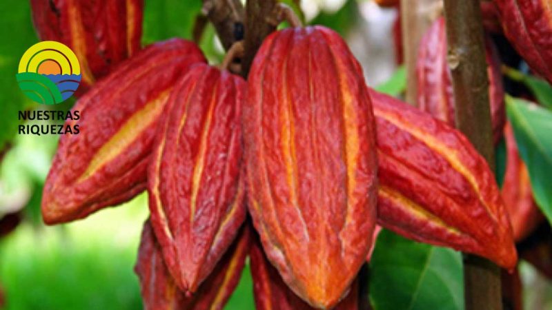 En subasta histórica se vendió un micro lote de 100 kilos de cacao en $32.000 cada uno 