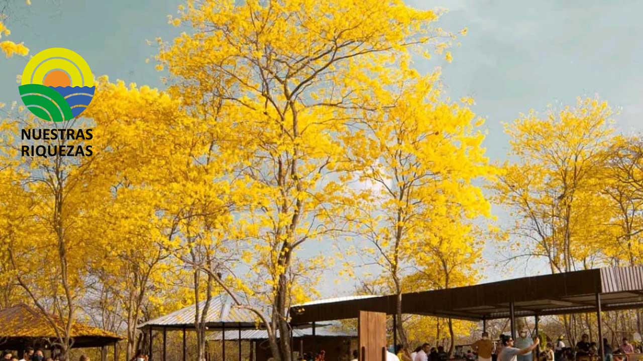 Escasez de lluvia en Zapotillo, se espera florecimiento en enero