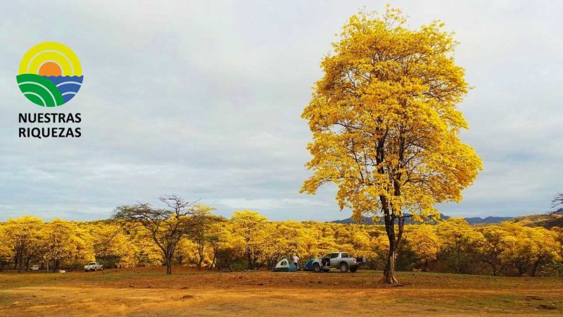 Florecimiento de los Guayacanes