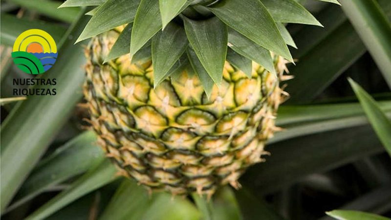 Fresh Del Monte presenta una nueva línea de piñas neutras en carbono 