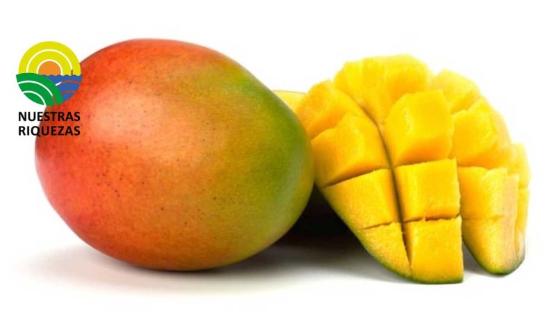 Gota de miel” el mango más dulce y resistente del Ecuador “ 