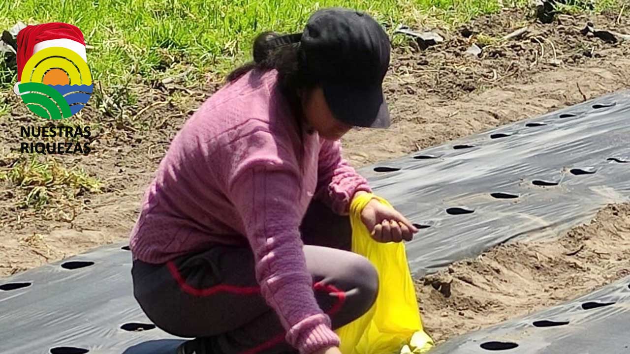 Iniap junto con la Asociación de productores de Santan Grande