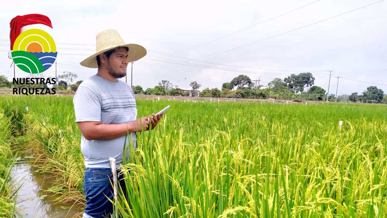 Iniap realiza trabajos de investigación en parcelas multiambientes
