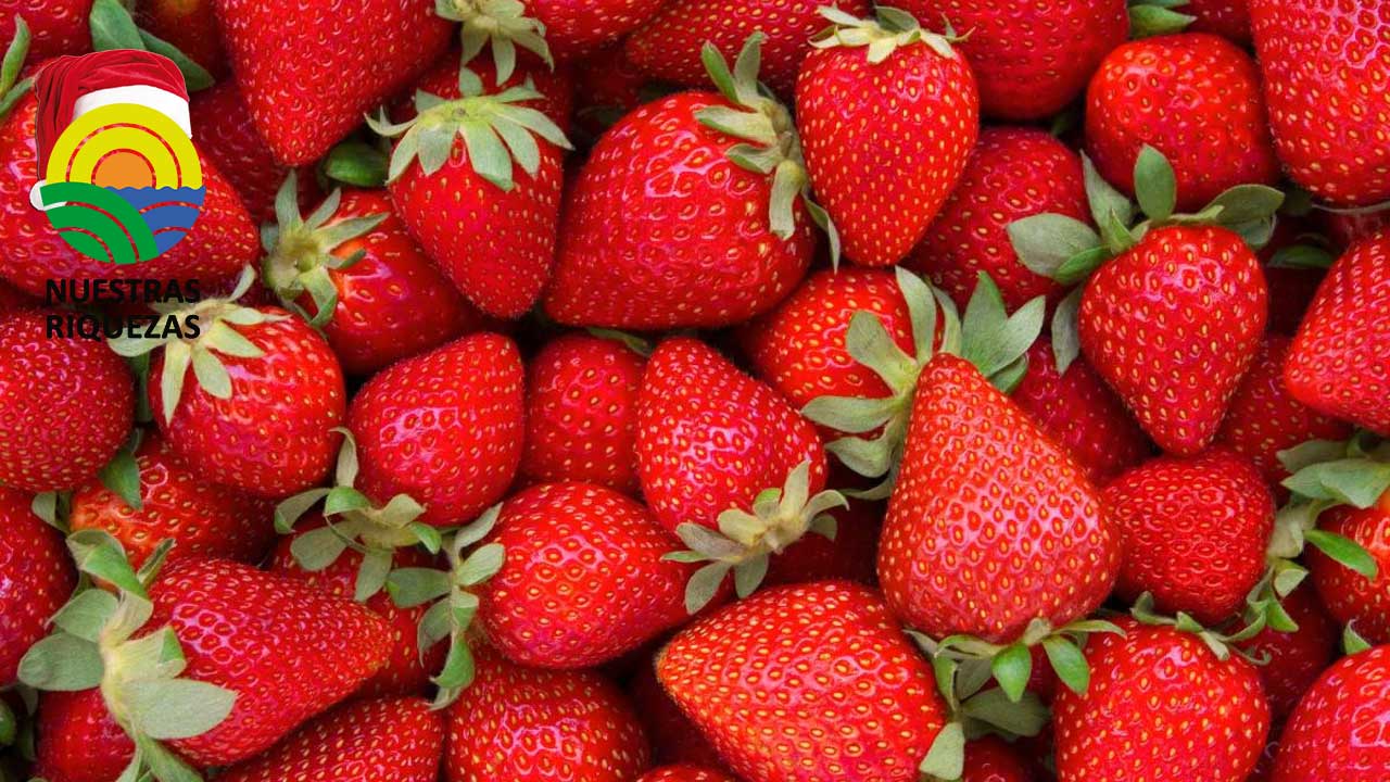 Israel incauta 200 kg de fresa procedentes de la Franja de Gaza