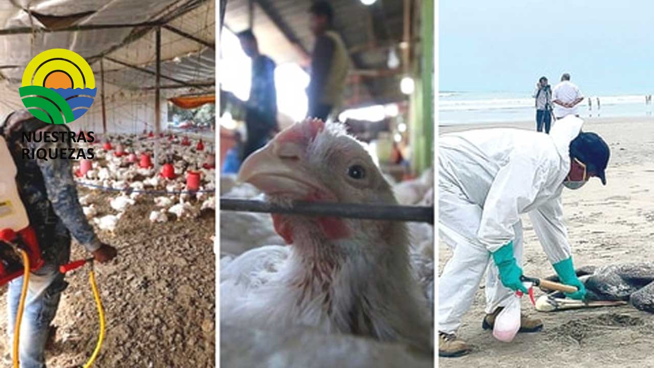 La FAO activa protocolos por los brotes de influenza aviar en Latinoamérica 