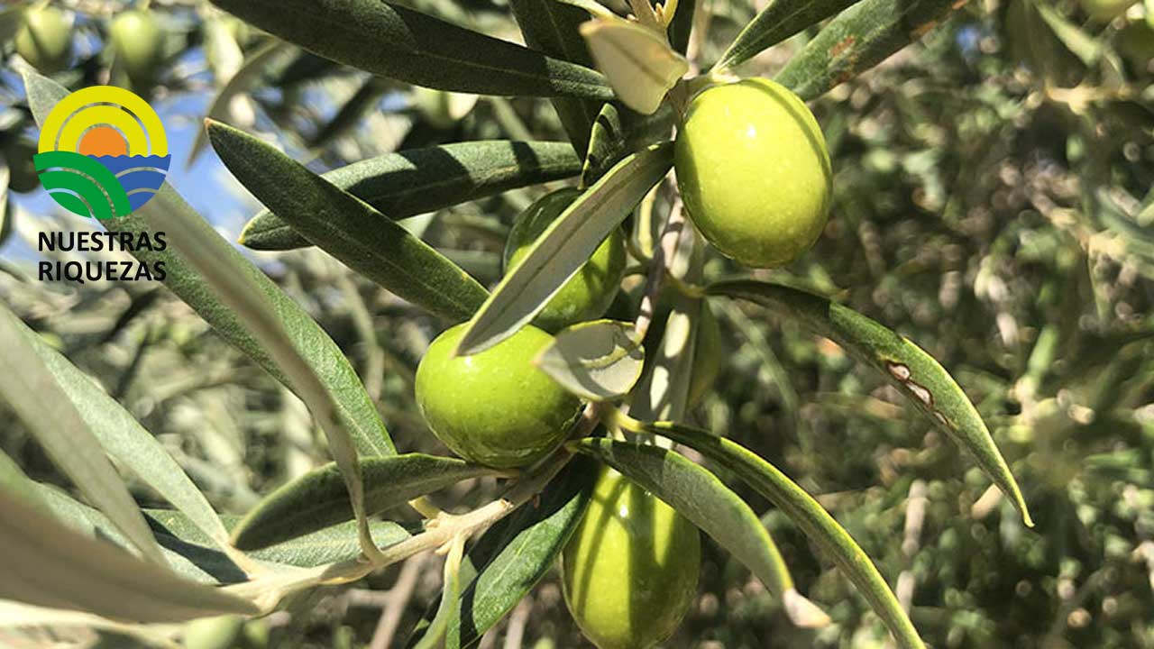 La cosecha de aceituna será aún peor de lo previsto según los aforos 