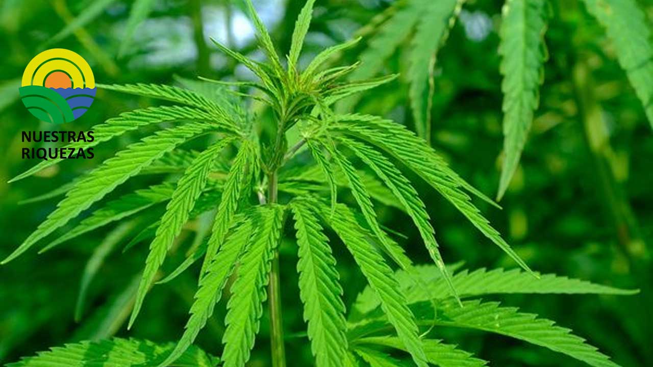 La industria del cannabis genera aproximadamente 1.957 empleos directos en el país