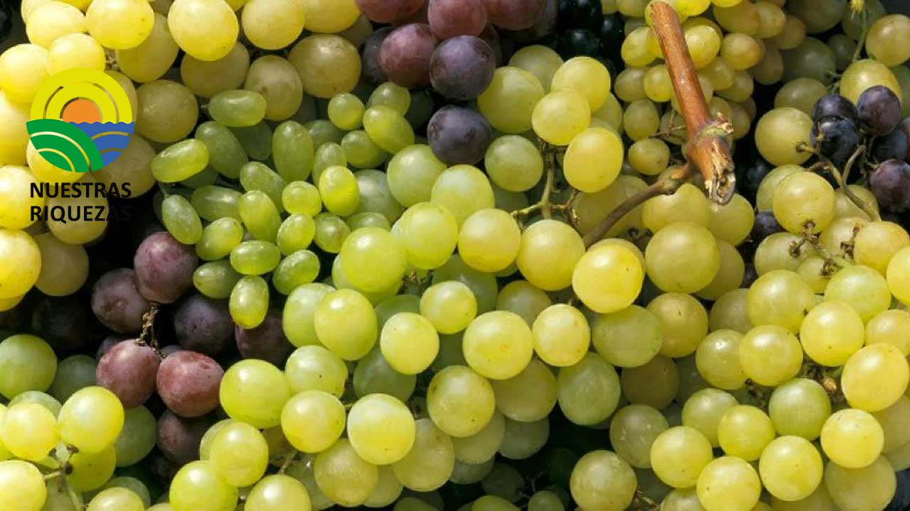 La marcada merma de las uvas de Brasil y Perú se traduce en buenos precios en el mercado» 