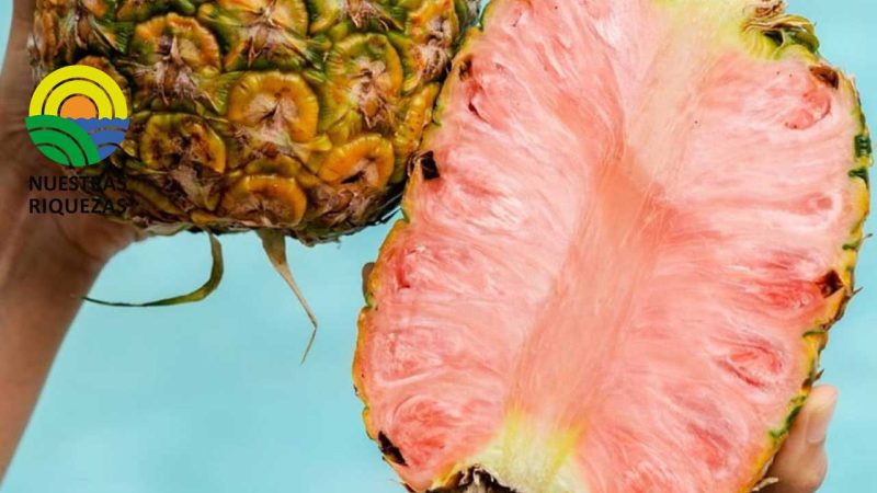 La piña rosada es un producto único de Costa Rica, de alta gama, que llega a los mercados más exclusivos del mundo 